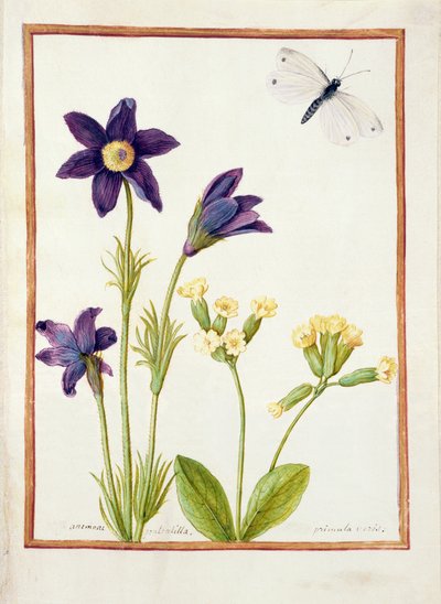 PD.126-1973f.23 Anemone pulsatilla, Primula veris and a Cabbage White Butterfly, c.1750 (wc und gouache on vellum) av French School